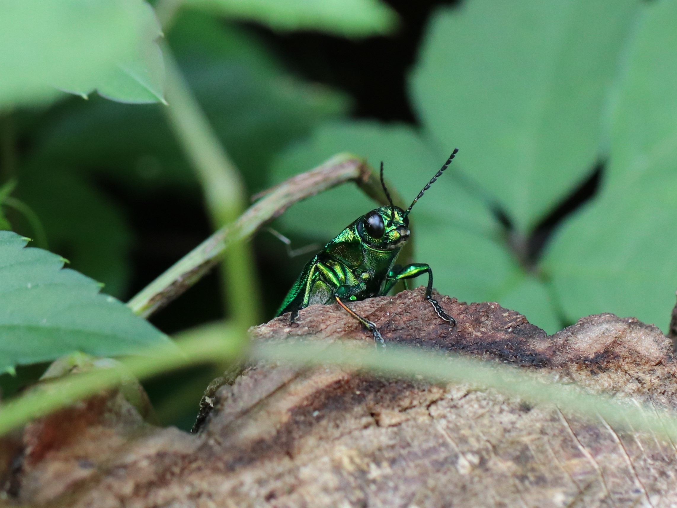 photo_1